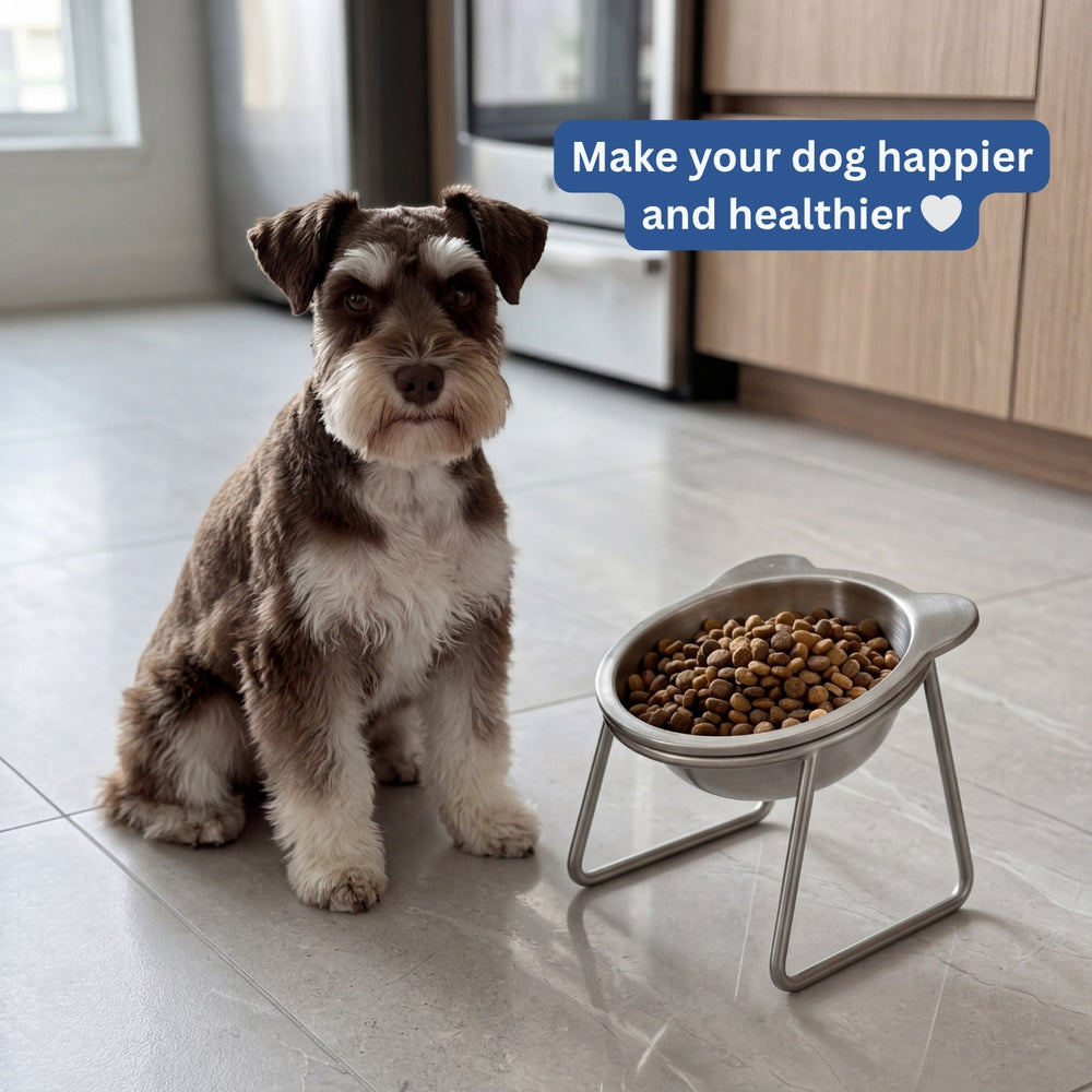 A small dog beside the Smith & Woofers elevated stainless steel feeding bowl