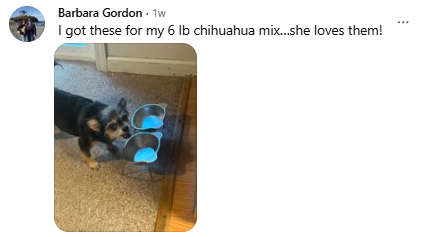 Barbara’s Chihuahua mix beside two feeding bowls