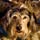 Donna Vermette profile picture